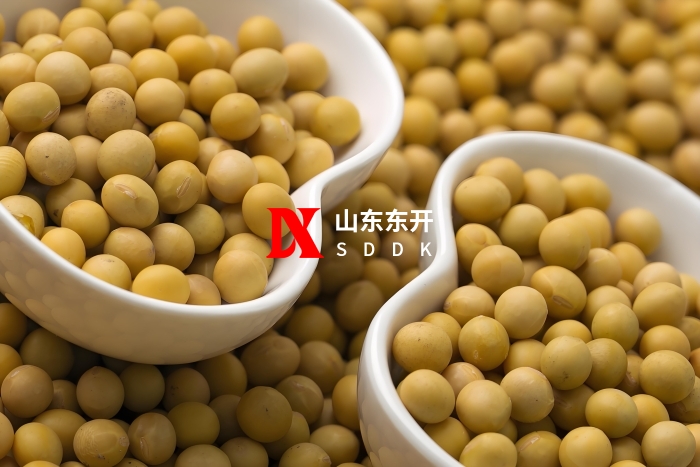 Soybean pneumatic conveying